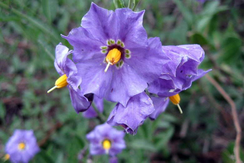 Solanum xanti, Chaparral Nightshade, Purple Nightshade, purple flowers, Blue Flowers, California Native Plants, California Native Shrubs