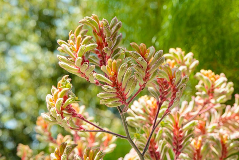 Anigozanthos, Kangaroo Paws, Anigozanthos flavidus