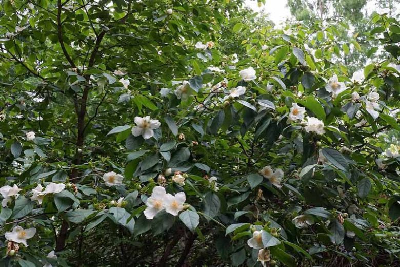 Stewartia ovata, Mountain Camellia, Mountain Stewartia, Malachodendron pentagynum, Stewartia pentagyna, White flowers, fall color, red leaves
