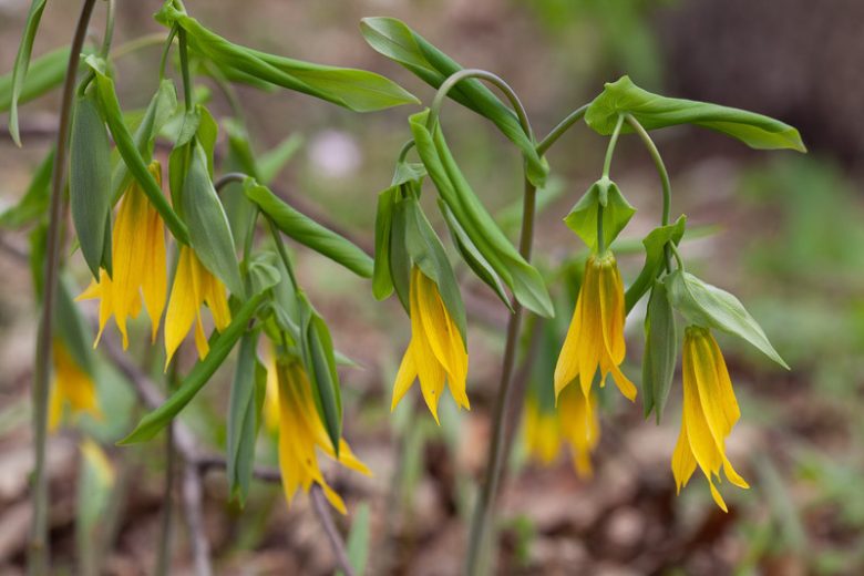 Uvularia grandiflora, Bellwort, Cornflower, Large-Flowered Bellwort, Merry Bells, Throat Root, Wood Daffodil, Yellow Flowers, Shade Perennial