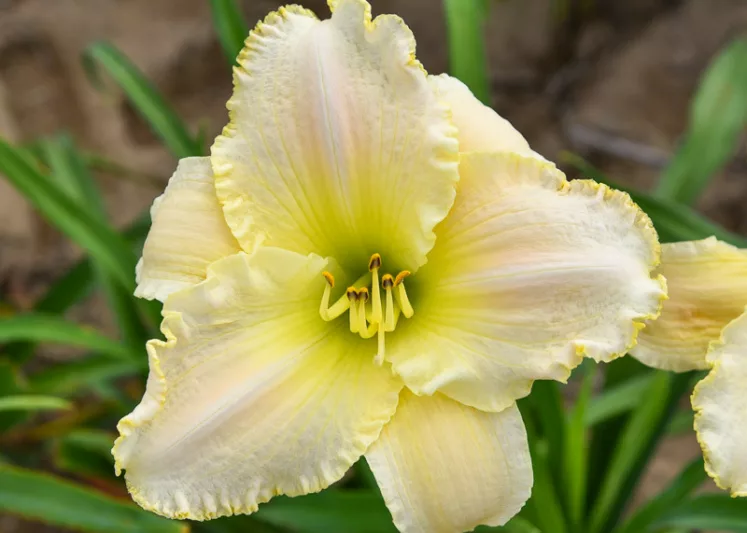 Hemerocallis Early Snow, Daylily Early Snow, Day Lily Early Snow, Early Snow Daylily, daylilies, Daylily, Day Lilies, White flowers, White day lily, White Daylily, Early Season Daylilies, Reblooming Daylilies