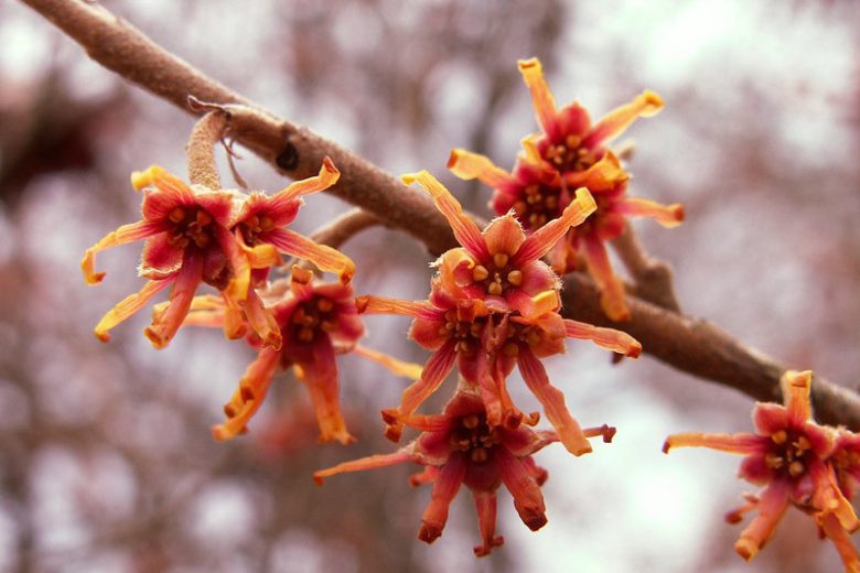 Hamamelis vernalis, Ozark Witch Hazel, Vernal Witch Hazel, flowering shrub, winter flowering shrub, yellow flowers