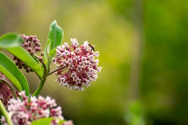 Showy Milkweed, American Silkweed, Jewelweed, Silken Cissy, Silkweed, Swallow Wort, White Indian HempAsclepias syriaca, Common Milkweed, Common Silkweed, Milkweed, Silk Grass, Silky Swallow Wort, Virginian Silk, Pink flowers