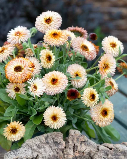 Calendula  officinalis 'Pygmy Buff', Pot Marigold Pygmy Buff, English Marigold Pygmy Buff, Apricot Calendula, Apricot Pot Marigold, Apricot Marigold
