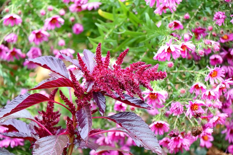 Amaranthus, Amaranth, Love-Lies-Bleeding, Cat Tail, Chenile Plant, Foxtail Amaranth, Velvet Tassel Flower , Chinese Spinach, Joseph's Coat, Summer Ponsettia