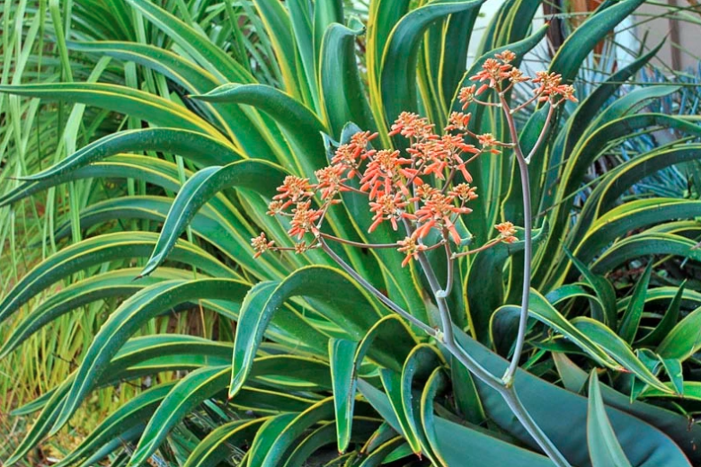 Agave desmetiana 'Variegata', Variegated Smooth Agave, Agave regeliana, Agave miradorensis, Agave desmettiana, Variegated Dwarf Agave