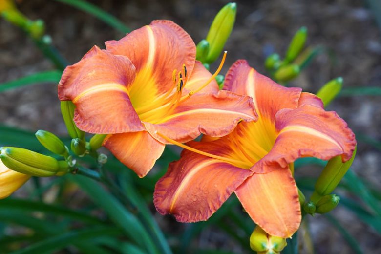 Hemerocallis Tuscawilla Tigress, Daylily Tuscawilla Tigress, Day Lily Tuscawilla Tigress, Tuscawilla Tigress Daylily, daylilies, Daylily, Day Lilies, Orange flowers, Orange day lily, Orange Daylily, Midseason Daylilies, Reblooming Daylilies