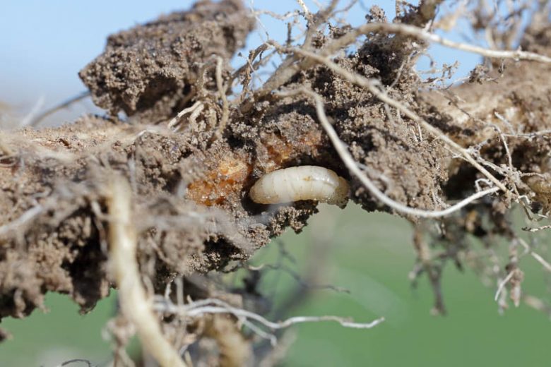 Cabbagae Maggot, Cabbage Fly