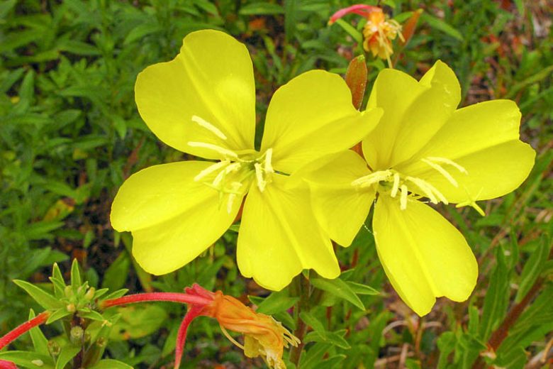 Oenothera elata, Hooker's Evening Primrose, Hairy Evening Primrose, Western Evening Primrose, Marsh Evening Primrose, Yellow Flowers, Native Plants