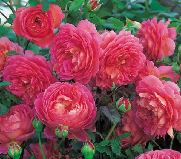Rose Jubilee Celebration, Rosa Jubilee Celebration, English Rose Jubilee Celebration, David Austin Roses, English Roses, English Rose, Shrub roses, Rose Bushes, Garden Roses, pink roses