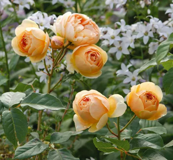 Rosa Jude the Obscure, Rose Jude the Obscure, English Rose Jude the Obscure, David austin rose Jude the Obscure, Fragrant roses., Shrub roses, yellow roses, apricot roses, Climbing Roses, Rose Bushes, Garden Roses