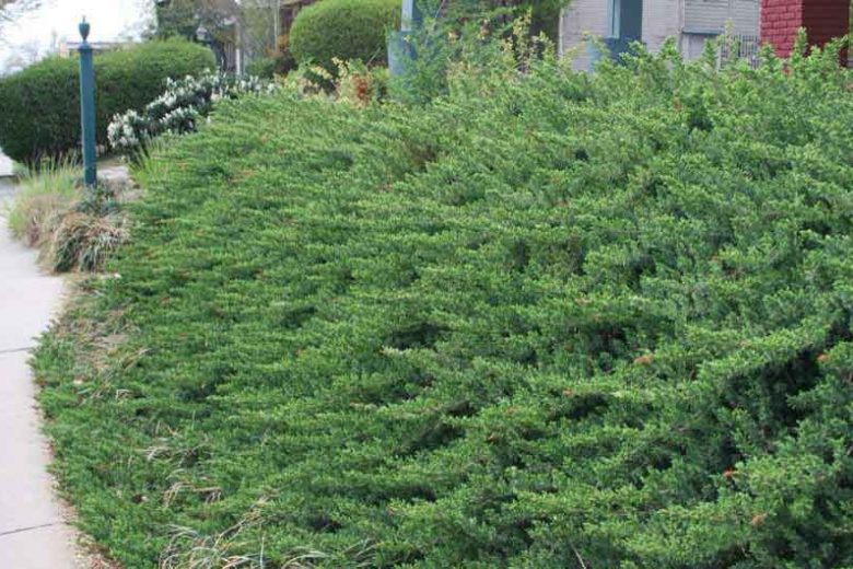 Juniperus rigida subsp. conferta 'Blue Pacific', Shore Juniper 'Blue Pacific', Juniperus conferta 'Blue Pacific', Evergreen Shrub, Dwarf evergreen shrub, Blue shrub