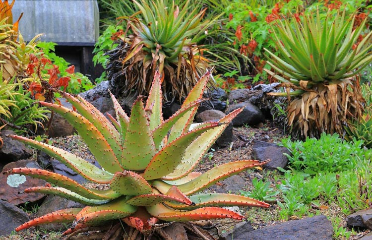 Aloe marlothii, Mountain Aloe, Flat-flowered Aloe, Orange flowers, Succulents, Aloes, Drought tolerant plants, Spiny Aloe