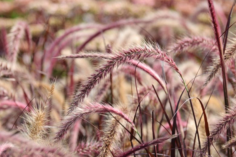 Pennisetum, Pennisetum setaceum Rubrum, Fountain Grass
