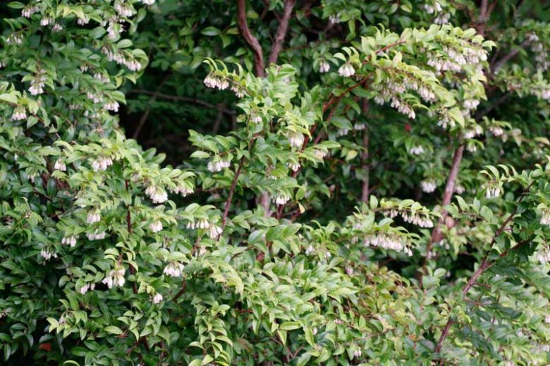 Vaccinium ovatum, California Huckleberry, Evergreen Blueberry, Evergreen Huckleberry, Vaccinium ovatum var. saporosum, Blueberries, Fruiting Shrubs, Evergreen Shrubs