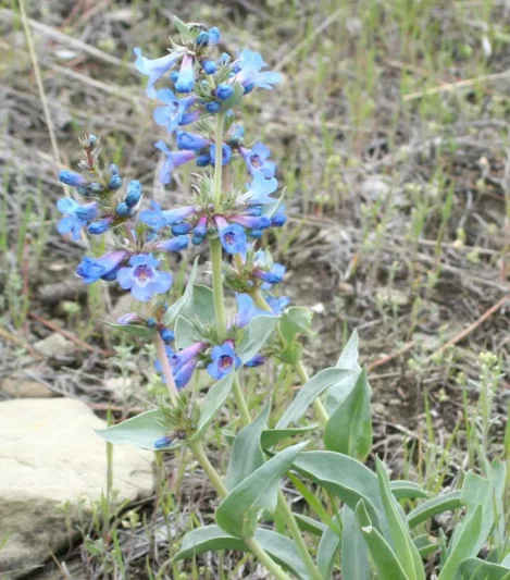 Penstemon speciosus, Royal Penstemon, Royal Beardtongue, Sagebrush Penstemon, Sagebrush Beardtongue, Penstemon speciosus ssp. kennedyi, Blue Penstemon, Blue Beardtongue