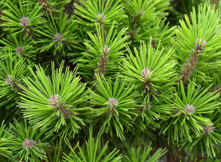 Pinus densiflora 'Low Glow', Japanese Red Pine 'Low Glow', Evergreen Conifer, Evergreen Shrub, Evergreen Tree, Dwarf Pine, Dwarf Conifer,