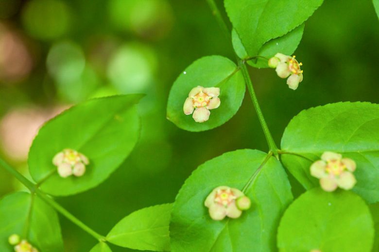 Euonymus americanus, American Strawberry Bush, Strawberry Bush, Brook Euonymus, Hearts-a-burstin, Bursting Heart, Wahoo, Euonymus americana, shrubs, fall color, shrub with berries, red leaves