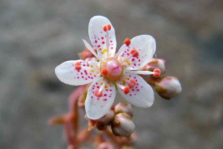 Saxifraga x urbium, London Pride, None-So-Pretty, St. Patrick's Cabbage, Whimsey, Prattling Parnell, Look Up and Kiss Me , Groundcover, Evergreen Groundcover