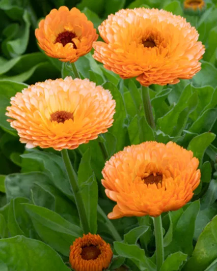 Calendula  officinalis 'Pink Surprise', Pot Marigold Pink Surprise, English Marigold Pink Surprise, Pink Calendula, Pink Pot Marigold, Pink Marigold
