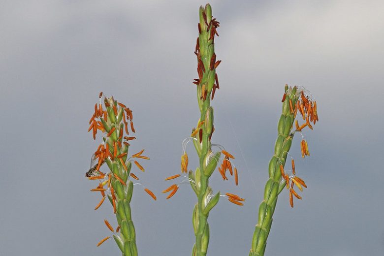Tripsacum dactyloides, Eastern Gamagrass, Fakahatchee Grass, Eastern Gamma Grass, Eastern Mock Grama, Coix dactyloides, Perennial grass, Drought tolerant grass