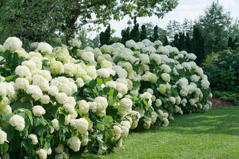 Hydrangea Arborescens Incrediball, Incrediball Smooth Hydrangea, Incrediball Wild Hydrangea, Smooth Hydrangea 'Incrediball', Wild Hydrangea 'Incrediball', Hydrangea arborescens 'Abetwo', Hydrangea  arborescens Strong Annabelle, White hydrangea