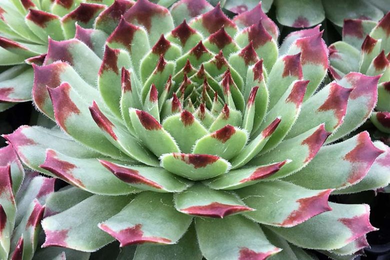 Sempervivum calcareum 'Mrs Giuseppi', Hens and Chicks 'Mrs Giuseppi', Houseleek 'Mrs Giuseppi', Sempervivum tectorum var. calcareum 'Mrs Giuseppi', Sempervivum 'Mrs Guiseppi', succulent, evergreen succulent, Red Succulent, drought tolerant perennial, drought tolerant plant
