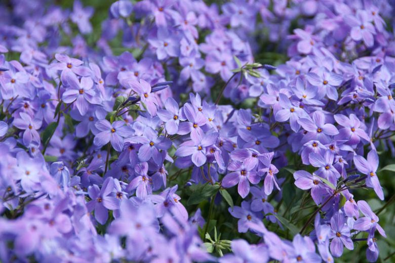 Phlox Stolonifera, Creeping Phlox, Purple Phlox, Purple flowers, Groundcover, Perennial groundcover