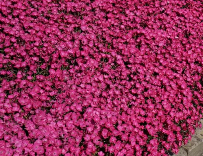 Dianthus 'Vivid Bright Light, Pink 'Vivid Bright Light', Dianthus 'Uribest52',  Pink Dianthus
