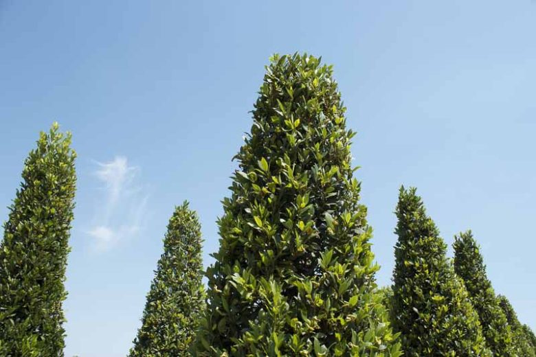 Laurus nobilis, Bay Tree, Bay Laurel, Bay, Poet's Laurel, Roman Laurel, Royal Bay, Sweet Bay, True Laurel, Victor's Laurel, Evergreen Tree