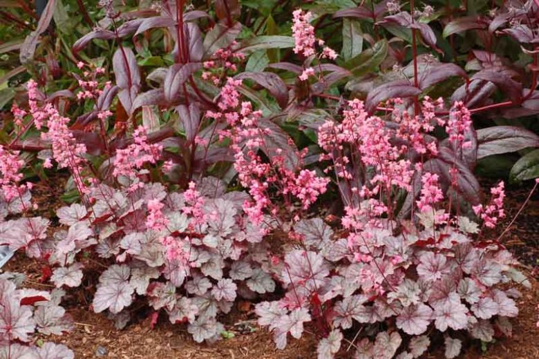 Heuchera 'Milan', Coral Bells 'Milan', Alum Root 'Milan', Coral Flower 'Milan', Shade plants, Evergreen plants, Silver Heuchera, Silver Coral Bells, Silver Alum Root