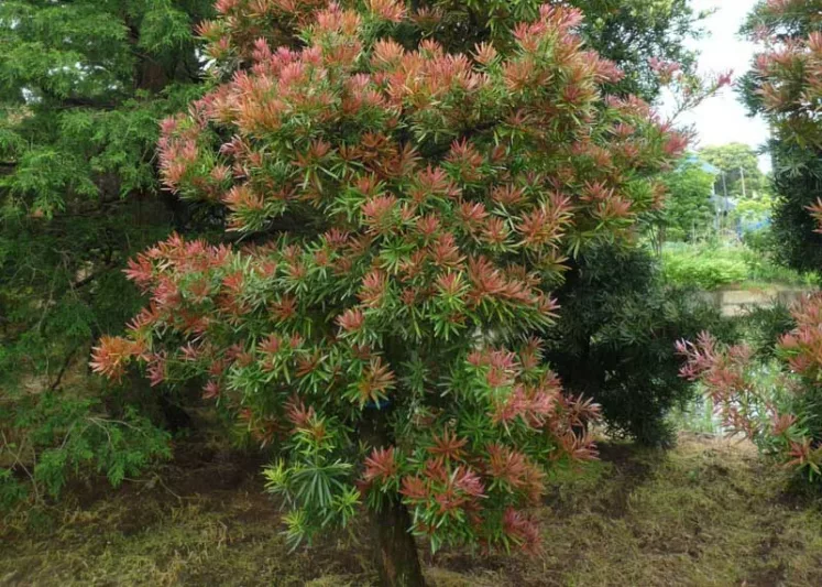 Podocarpus macrophyllus Mood Ring®, Chinese Podocarpus Mood Ring®, Shrubby Podocarpus Mood Ring®, Podocarpus macrophyllus 'Sosa'