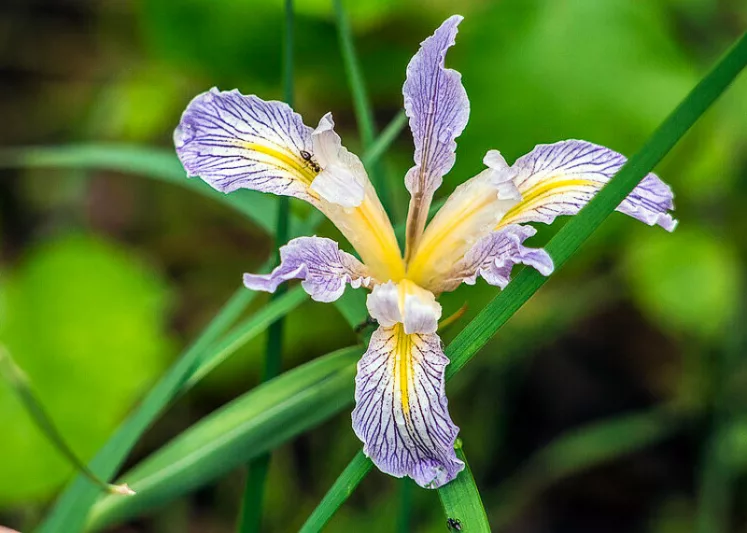 Iris macrosiphon, Long Tubed Iris, Bowltube Iris, Ground Iris, Iris amabilis, Iris californica, California Native Plants, California Native Perennials