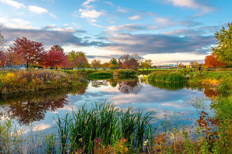 Illinois Native Plants