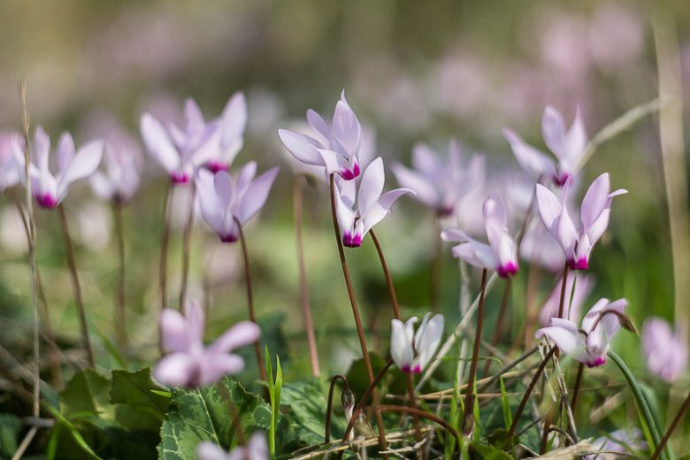 Cyclamen Hederifolium, Ivy-Leaved Cyclamen, Neapolitan Cyclamen, Sowbread, fall flowering bulb, fall cyclamen, Pink flowering bulb, White flowering bulb, Cyclamen neapolitanum
