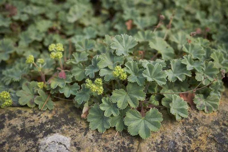 Alchemilla erythropoda, Dwarf Lady's Mantle, AGM perennial, deer tolerant plants, rabbits tolerant plants, award winning perennial