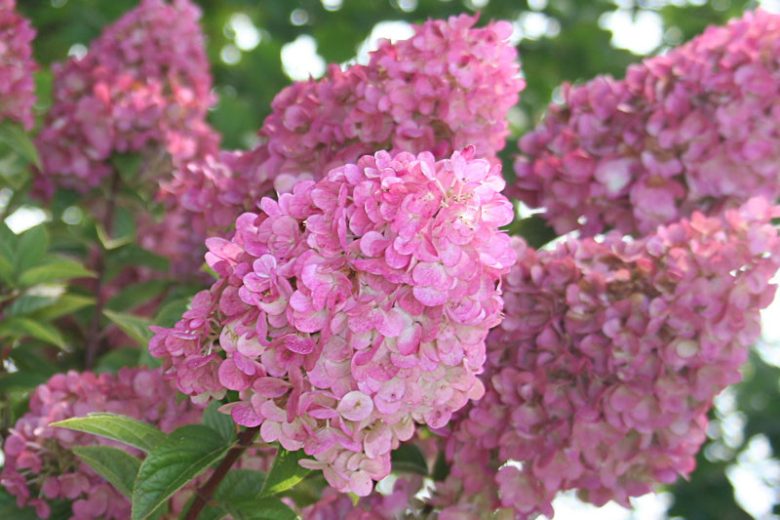 Hydrangea Paniculata Sundae Fraise, Strawberry Sundae Hydrangea, Hydrangea Sundae Fraise, Panicle Hydrangea Sundae Fraise, Paniculate Hydrangea Sundae Fraise, Hydrangea paniculata 'Strawberry Sundae',