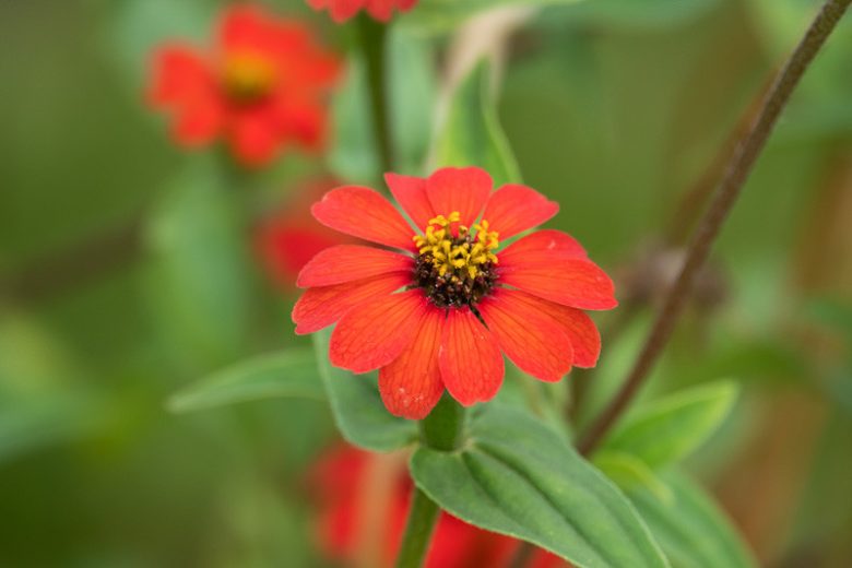 Zinnia peruviana, Peruvian Zinnia, Field Zinnia, Kaffir Daisy, Redstar Zinnia, Wild Zinnia, Crassina multiflora, Zinnia multiflora, Zinnia pauciflora