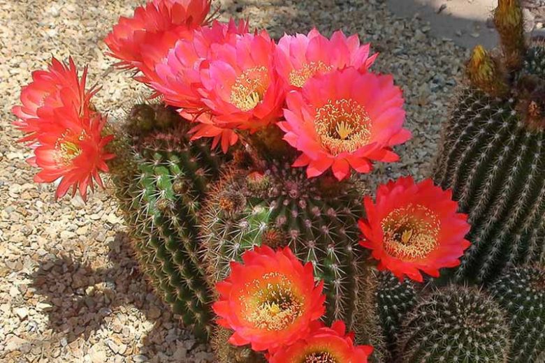 Echinopsis huascha var. grandiflora, Red Torch Cactus, Desert’s Blooming Jewel, Chamaecereus grandiflorus, Helianthocereus grandiflorus, Lobivia grandiflora, Lobivia huascha var. grandiflora, Trichocereus grandiflorus