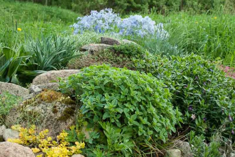 Origanum vulgare, Oregano, Wild Marjoram, English Marjoram, Grove Marjoram , Pot Marjoram, Wintersweet