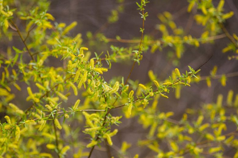Salix nigra, Black Willow, Gulf Black Willow, Swamp Willow, Sauz, Salix ambigua, Salix denudata, Salix dubia, Salix falcata, Salix flavovirens, Salix ligustrina, Salix ludoviciana,, Deciduous Shrubs,Foliage, Fall color, Winter color,