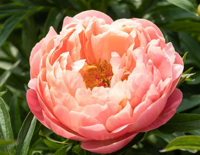 Paeonia 'Coral Charm', Peony 'Coral Charm', 'Coral Charm' Peony, Pink Flowers, Pink Peonies, Coral Flowers, Coral Peonies