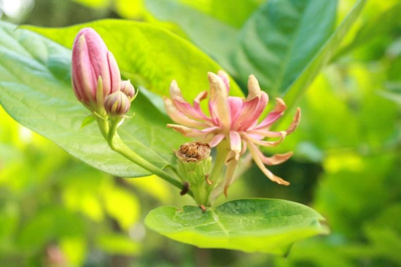 Calycanthus occidentalis, Californian Allspice, Calycanthus macrophyllus, Flowering Shrub, Fragrant Shrub