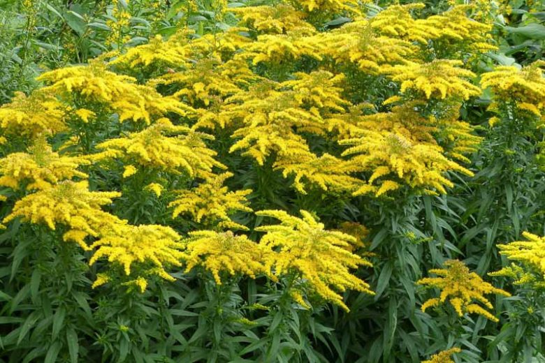 Solidago canadensis, Canada Goldenrod, Canadian Goldenrod, Tall Goldenrod, Giant Goldenrod, Fall perennials, Fall Flowers, Yellow flowers