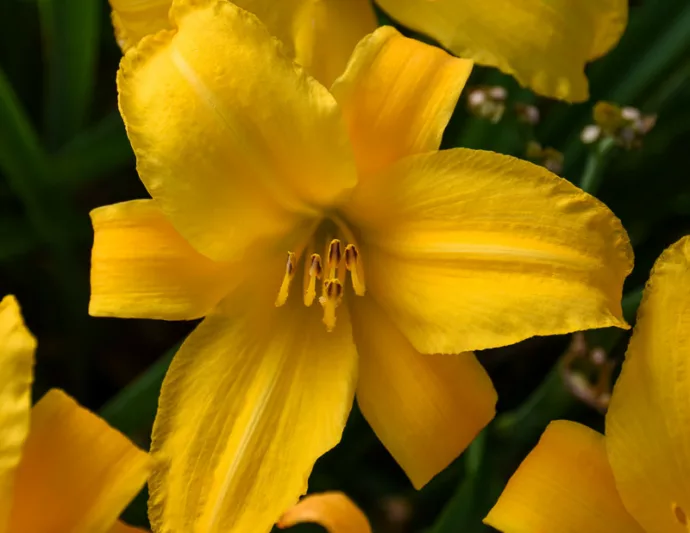 Hemerocallis Buttered Popcorn, Daylily Buttered Popcorn, Day Lily Buttered Popcorn, Buttered Popcorn Daylily, daylilies, Daylily, Day Lilies, Yellow flowers, Yellow day lily, Yellow Daylily, Midseason Daylilies