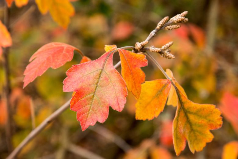 Rhus aromatica, Fragrant Sumac, Aromatic Sumac, Lemon Sumac, Polecat Bush