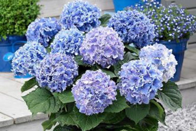 Hydrangea Macrophylla 'Spike', Spike Hydrangea, Bigleaf Hydrangea 'Spike', Mophead Hydrangea 'Spike', Hortensia 'Spike', Blue Hydrangea, Pink Hydrangea