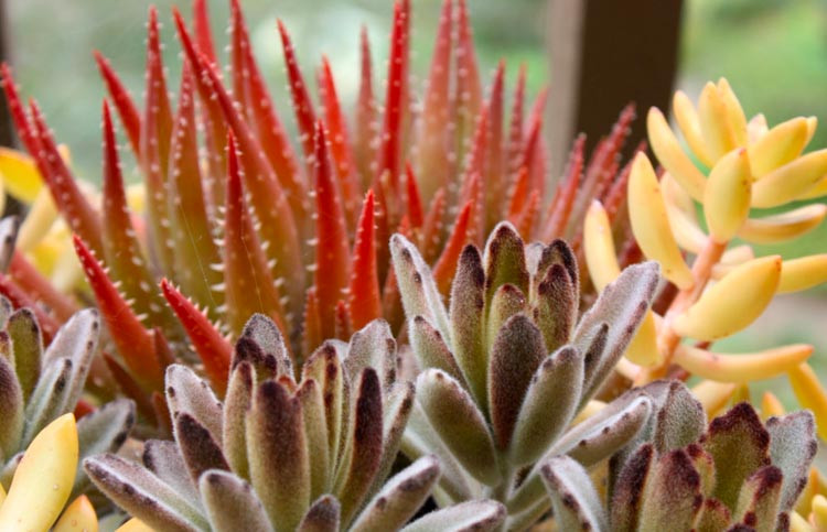 Kalanchoe blossfeldiana, Flaming Katy, Christmas Kalanchoe, Florist Kalanchoe, succulent plant, Drought tolerant plant, red flowers, yellow flowers, pink flowers, orange flowers