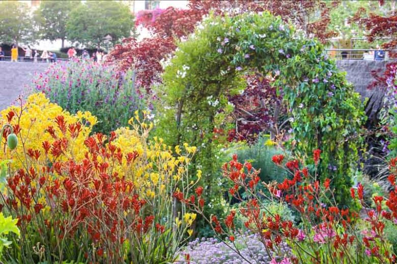 Anigozanthos, Kangaroo Paw, Drought tolerant flowers, Orange flowers, Red flowers, Yellow Flowers, Pink flowers