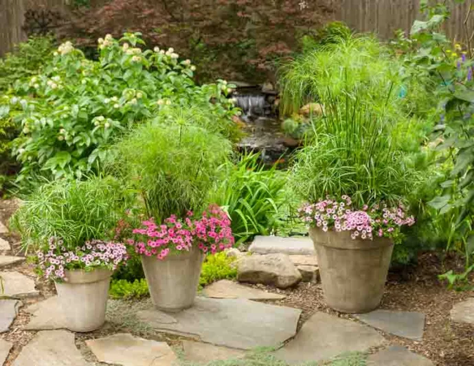 Cyperus involucratus 'Baby Tut', Umbrella Plant 'Baby Tut', Umbrella Sedge 'Baby Tut', Dwarf Papyrus Grass 'Baby Tut', Aquatic Perennial, Pond Plant